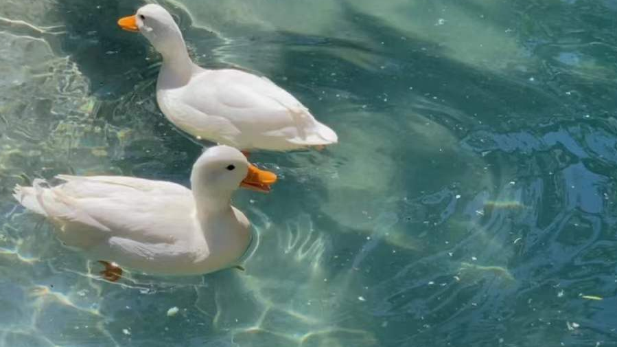 Analytics Turn Guesswork into Strategy